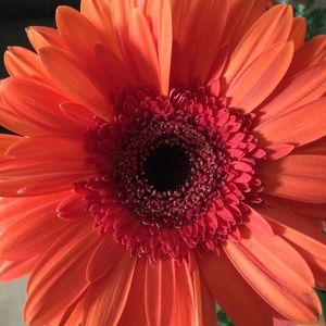 Meet your Posher, Debi